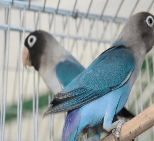 [鸟友汇鹦鹉俱乐部]关于黑头鹦鹉你了解多少