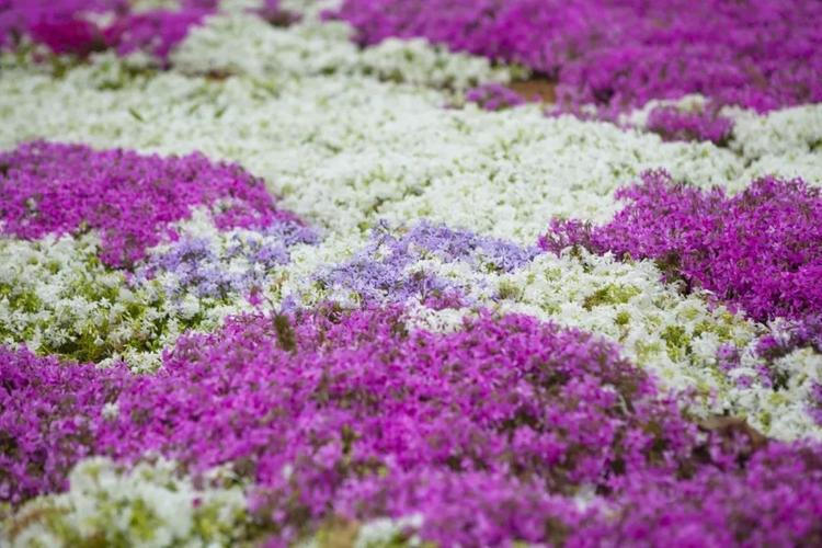 out了你!|什邡|樱花|花海_新浪新闻