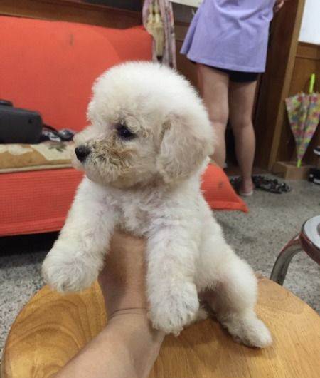 自家繁殖奶白色玩具泰迪3母