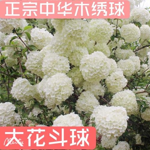 木绣球正宗斗球中华木绣球庭院耐寒 盆栽绣球地栽木绣球