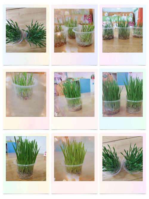 我们的水培麦苗是不是长的很好呢