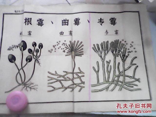 手绘挂图根霉曲霉青梅