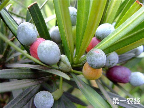 罗汉松叶子发黄,干枯怎么办? - 植物病虫害 - 第一农经网