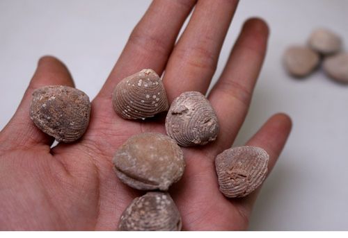 花蛤化石原石贝壳古生物化石腕足动物化石地质科普教学标本