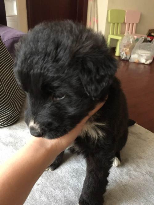 (赠送)黑色卷毛小狗串串