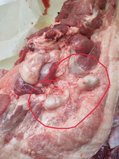 哪位大神懂肉类,帮我看看这个刚买的猪肉是病得吗