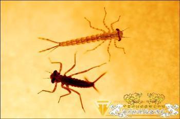 大家知道这是什么吗?是水虿吗,就是蜻蜓的幼虫.