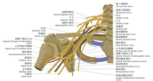 脊神经_人体系统解剖图谱