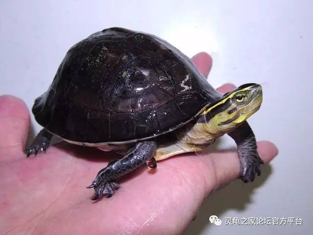 安布闭壳龟的挑选调养及开食