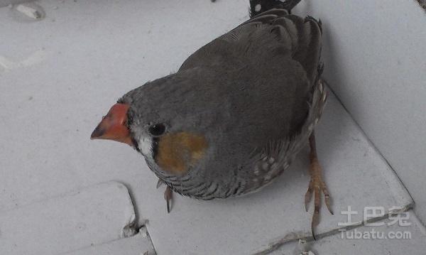 珍珠鸟饲养相关介绍