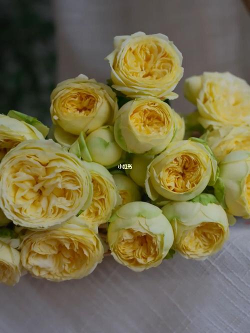 凯特琳娜玫瑰_包子_家居家装_家居装饰_花艺