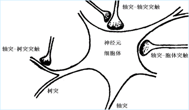 突触与轴突树突的关系突触是一个神经元和另一个神经元连接的部分它