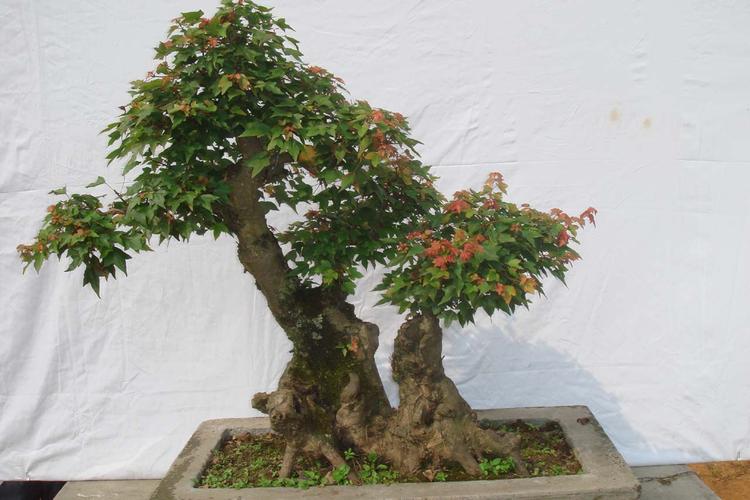 三角枫的介绍以及盆栽养殖三角枫的方法