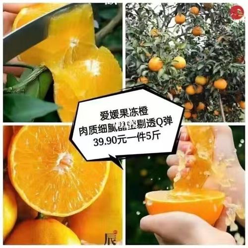 爱媛橙_果冻_果汁_爱媛38号果冻橙_美食_美食教程