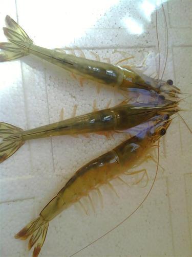 斑节虾母虾苗