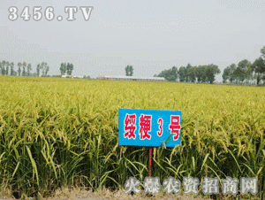 力增-绥粳3号