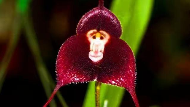 网易首页>网易号>正文申请入驻> 1,猴面兰花.2,鹤望兰.16 3,章鱼兰.