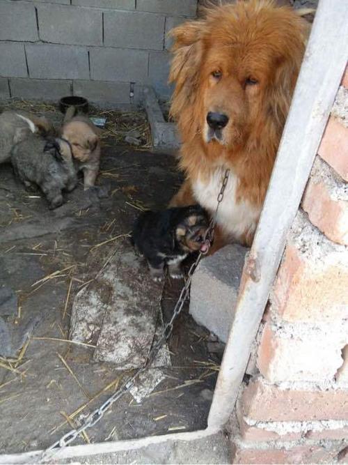 曾经20万一只的藏獒如今价格和土狗相当,一百元可以买