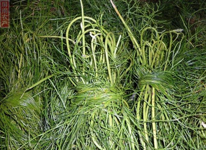 欧阳路政巧用新货舒筋草深山野生大伸筋马尾伸筋干品中药材250克