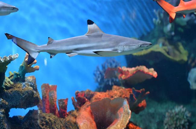 幼年黑鳍鲨看上去不凶还很萌很可爱