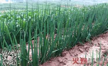 小葱的成长特点手抄报 成长手抄报