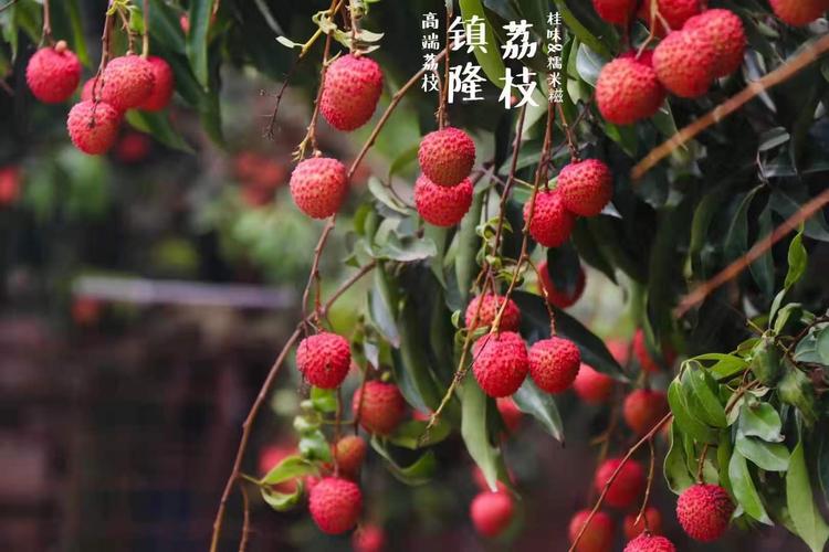 夏至如约而至,体验优质镇隆荔枝正当时!