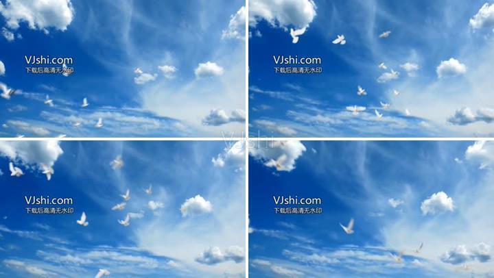 鸽子白鸽鸽子飞舞和平云飞云国庆节