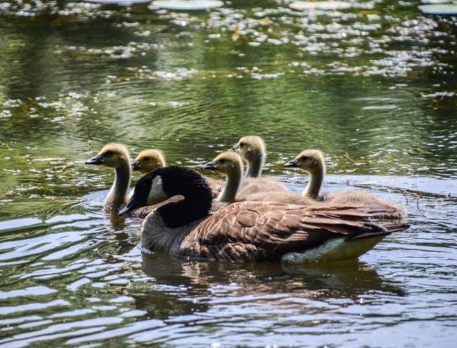 看到湖面上木有天鹅,加鹅妈妈带着宝宝下水凉快凉快