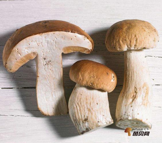 牛肝菌不能和什么一起吃?牛肝菌食用禁忌