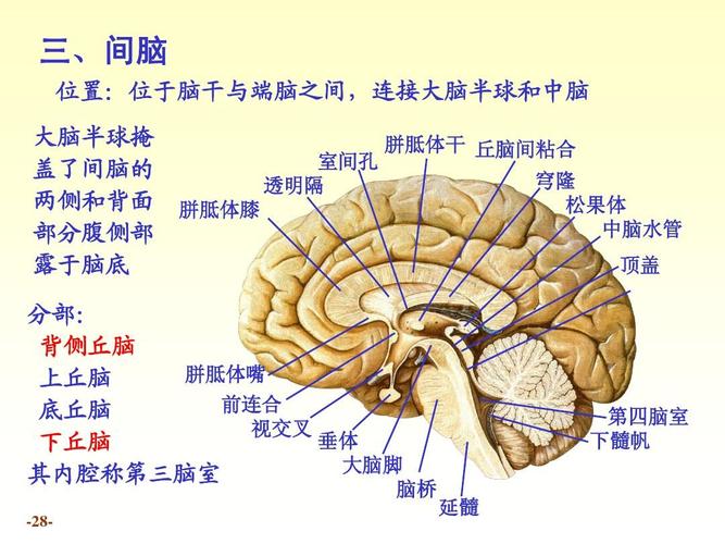 9-2脑干,小脑,间脑
