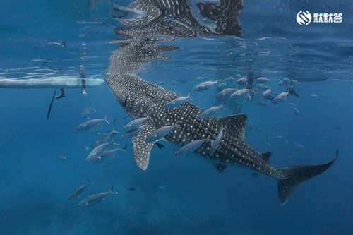 在宿务oslob与鲸鲨同游共舞绝对是一件浪漫而震撼的事情交通及住宿