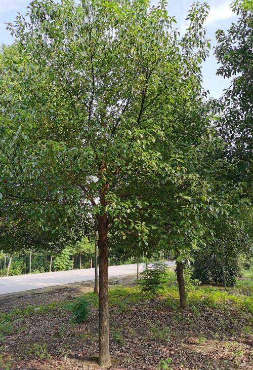 湖北本地小叶香樟,树形质量标准,存活率有保障,10-35公分货源充足!