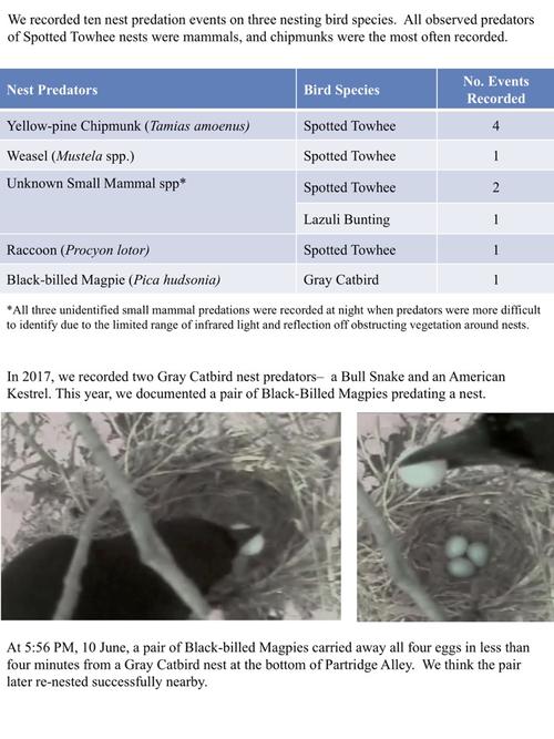 all observed predators of spotted towhee nests were mammals