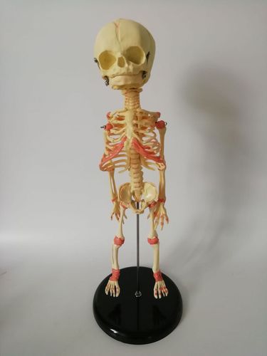 婴儿骨骼模型 教学模型 人体骨骼模型 厂家直销