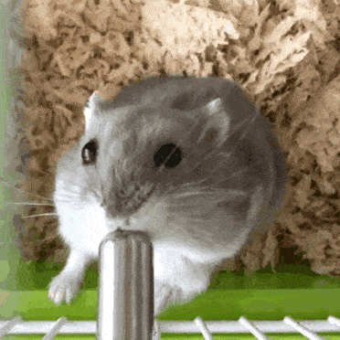 佛系小仓鼠的鼠生