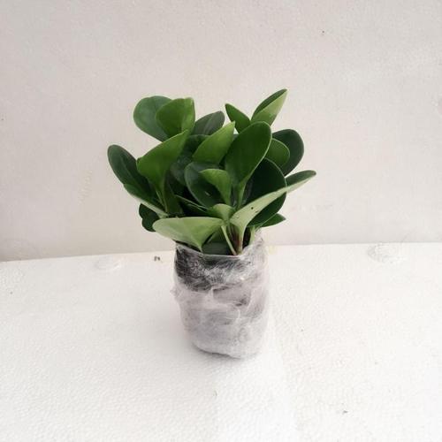 恬豆豆瓣绿花盆栽绿萝盆栽水培植物青叶碧玉盆栽视频