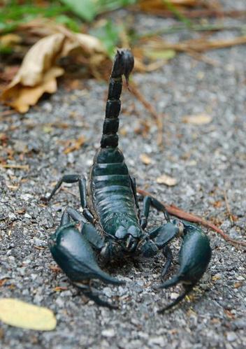 盘点全球全球十大最毒动物,你都认识吗?