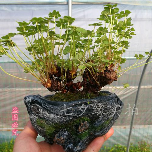 掌上幸运草老桩 三叶草多年老桩盆景苗 微盆景 红花草一物一拍