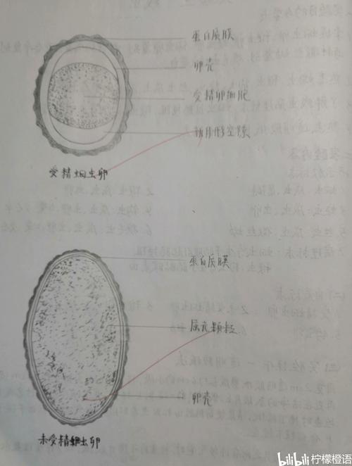受精,未受精蛔虫卵