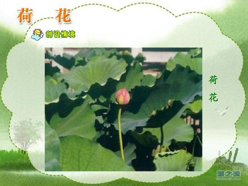 中国青年教师素养大赛一等奖课件小学三年级下册语文荷花 (1)ppt