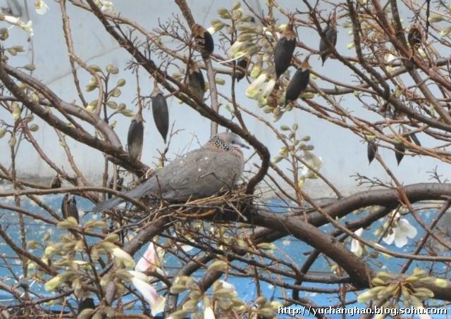 早晨起床刷牙,窗外兀自飘来鹊鸲的美妙歌声.抬头一瞥,见窗外泡桐树
