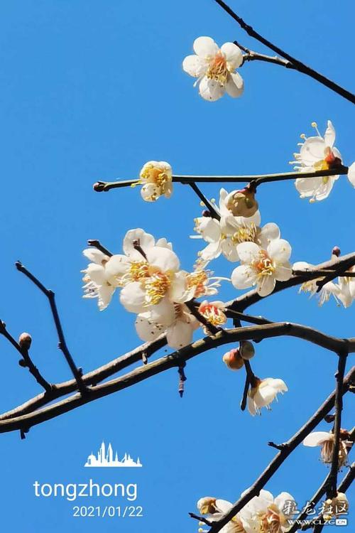 小区里有一棵梅子树,洁白的小花开了.