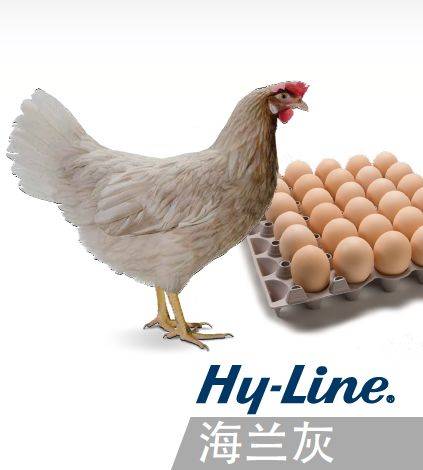 海兰灰蛋鸡盲肠纤维素酶活性随着日龄的增加而逐渐增加,并于49日龄