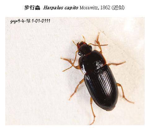 发现一种虫,黑色,没指甲大,触角不长,壳上有纹理.请问是蟑螂嘛?