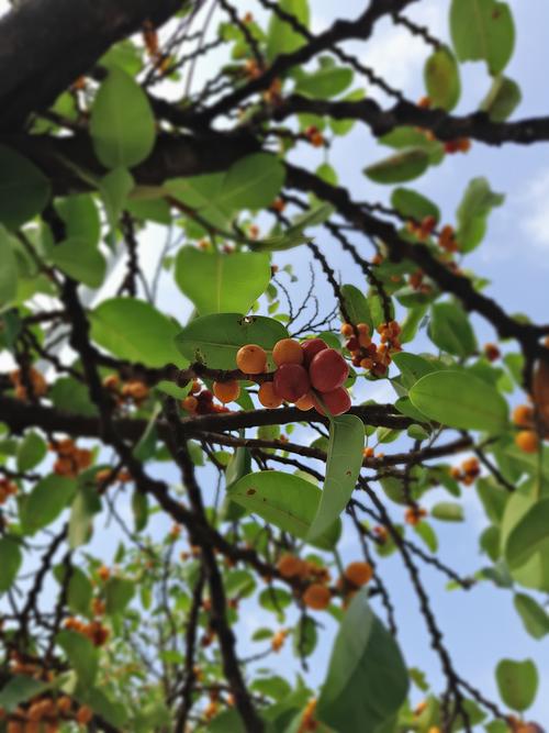 盛夏的果实