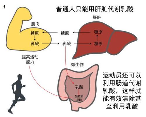 乳酸的情况下,他们依旧可以依靠胃肠道分解乳酸,而不会产生乳酸堆积
