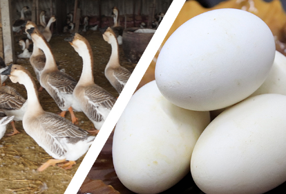 这样才能让宝宝的发育状态更好一点,而鹅蛋中的卵磷脂含量