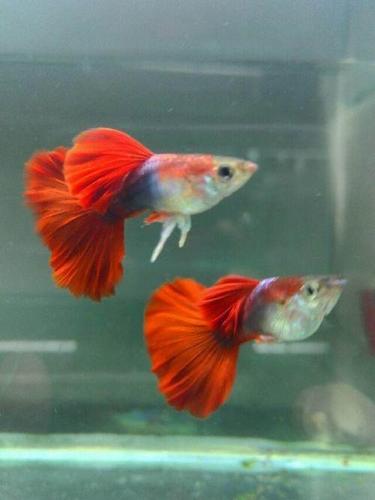 自家的红扇孔雀鱼