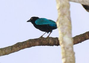 蓝冠鸦折纸