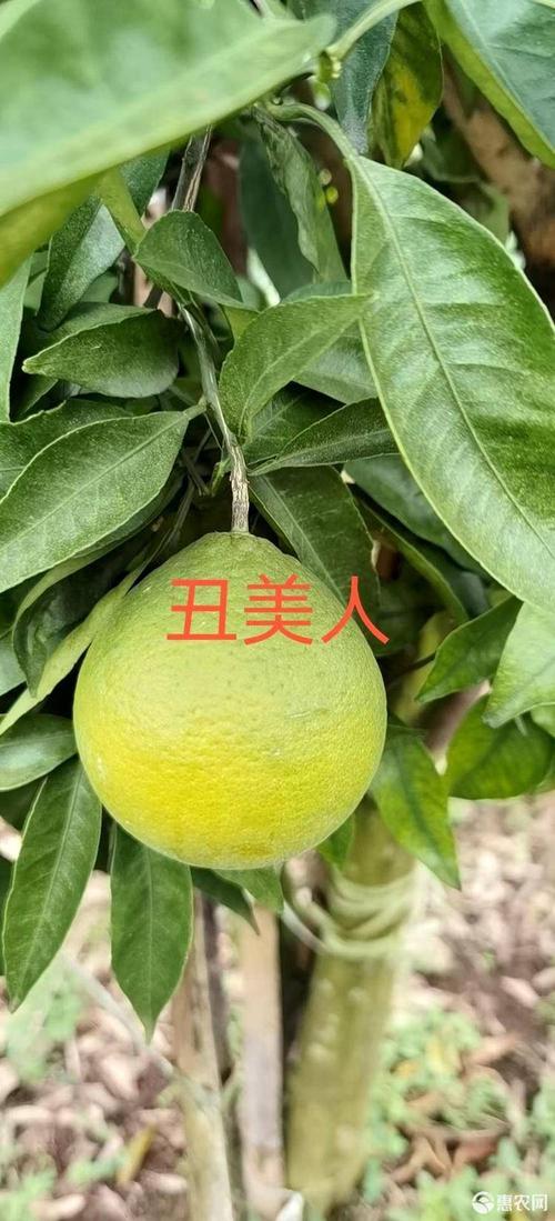 柑桔苗 丑美人柑橘苗,柑橘新品种,丑柑与红美人的杂交